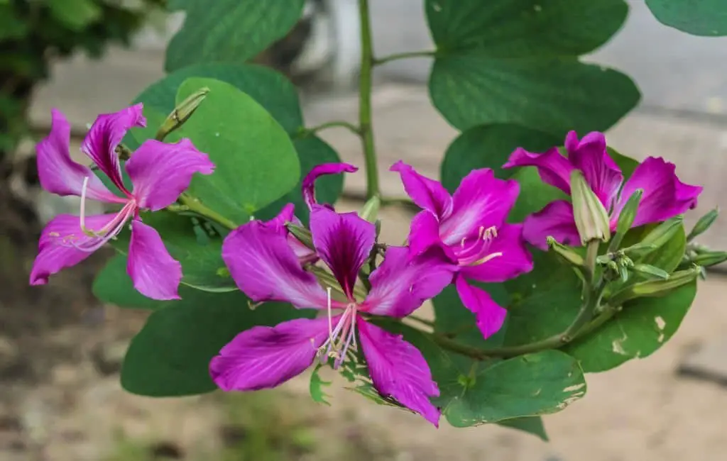 Orchid tree (Bauhinia variegata).