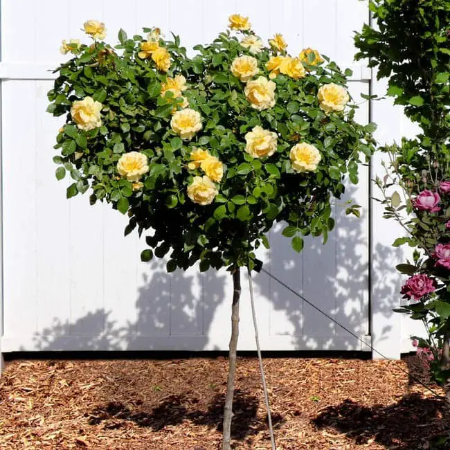 Julia Child Rose Tree (Rosa floribunda ‘Julia Child’).