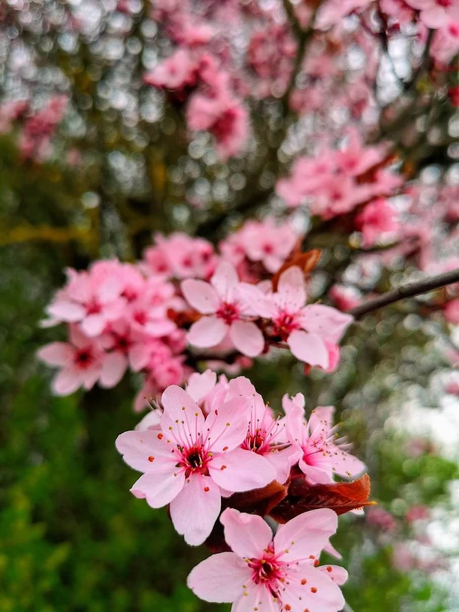 Cherry trees