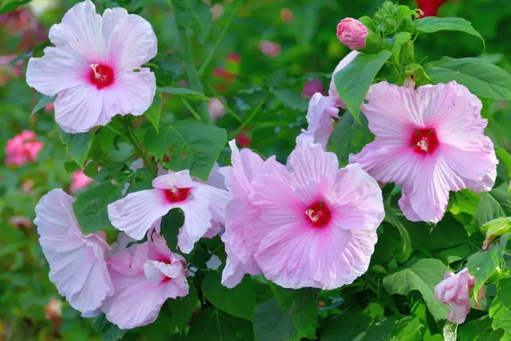 Hibiscus ‘Cherry Cheesecake’ (Rose Mallow)