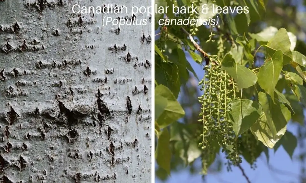 Canadian poplar (Populus × canadensis)