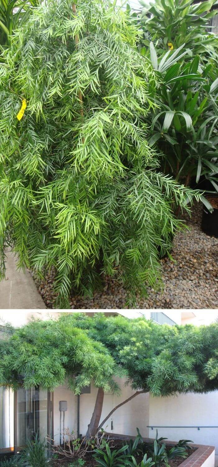 Weeping Podocarpus