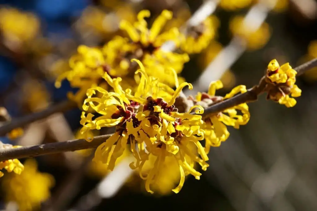 Witch-Hazel (Hamamelis).