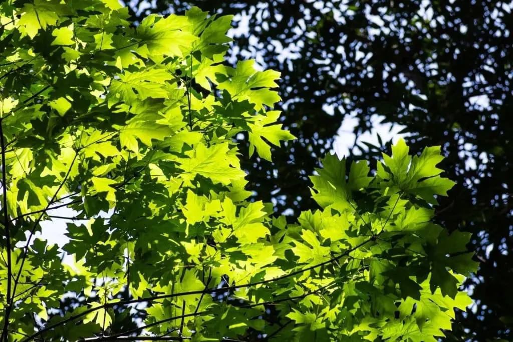 Big Leaf Maple (Acer macrophyllum)