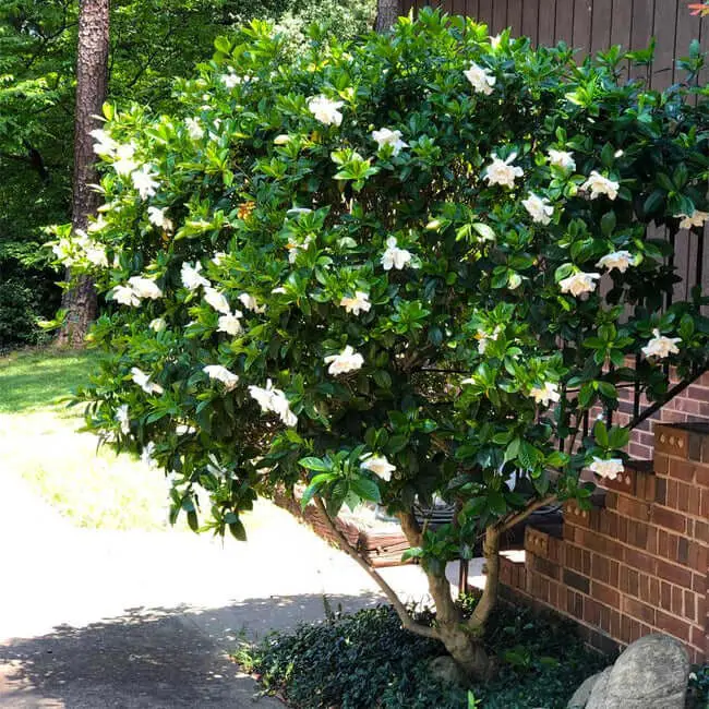 Gardenia jasminoides ‘August Beauty’ (August Beauty Gardenia)