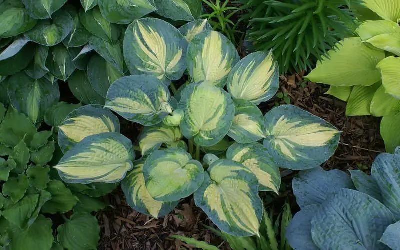 Great Expectations Hosta