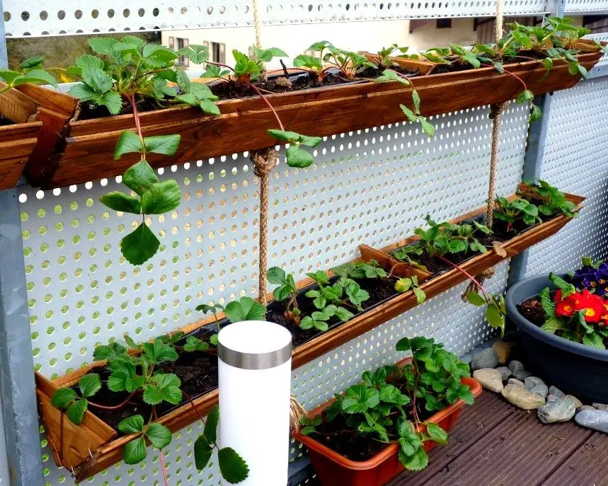 Create your own hanging strawberry planter