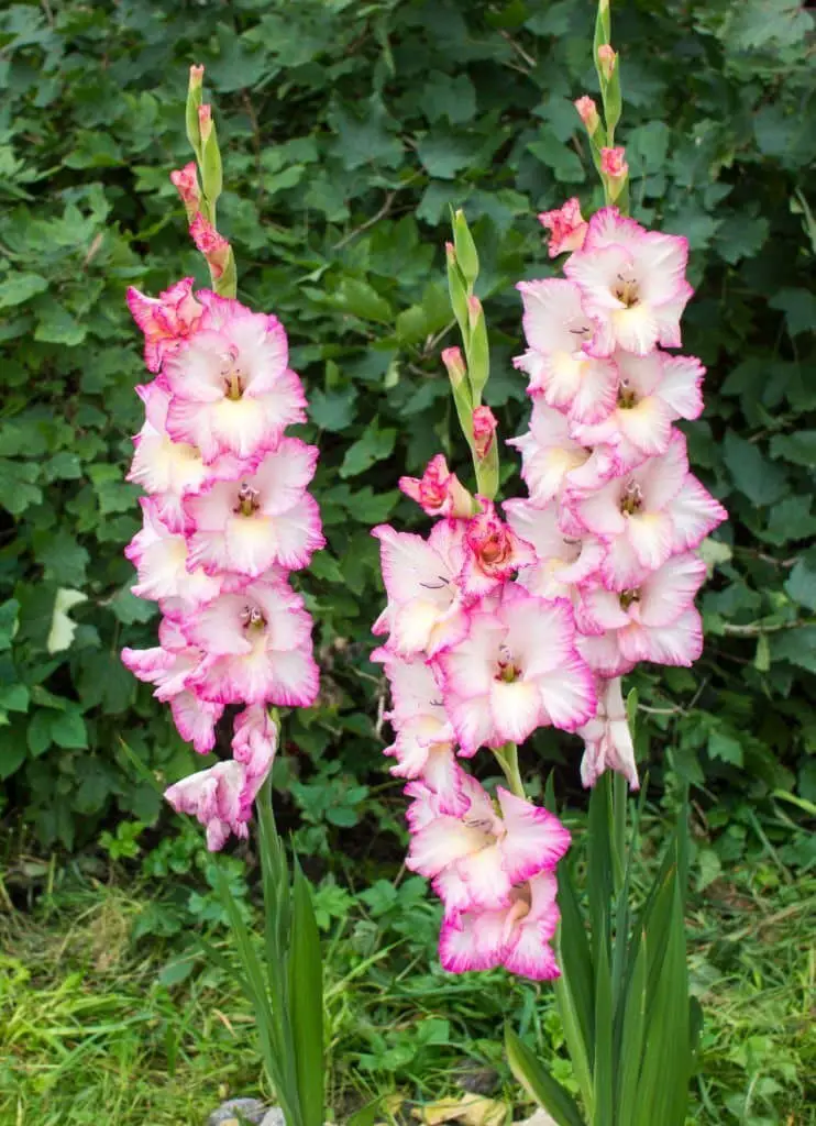 Sword Lily (Gladiolus).