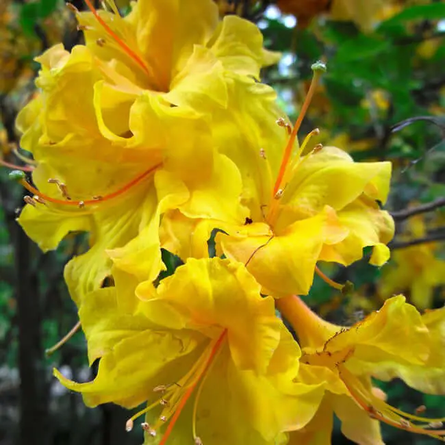 Lemon Lights Azalea (Rhododendron ‘Lemon Lights’)