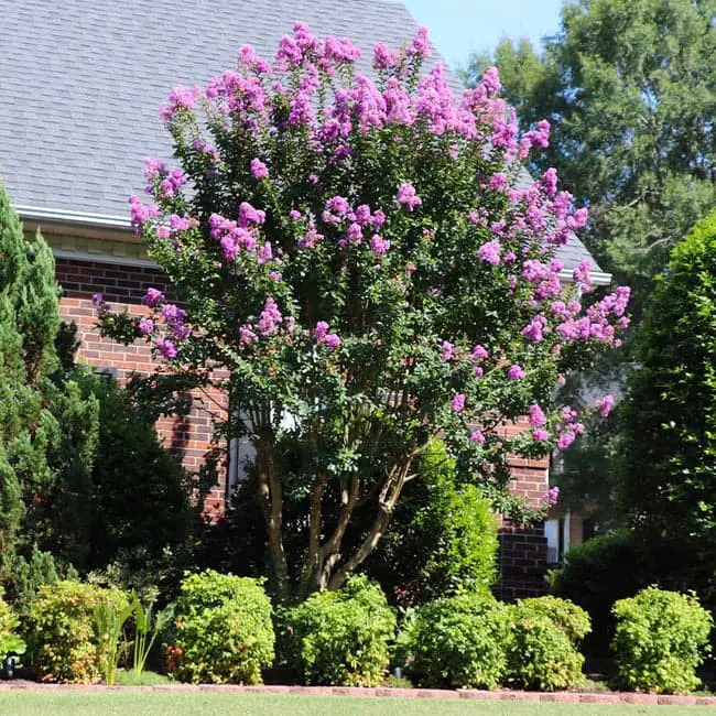 Muskogee Crape Myrtle Tree (Lagerstroemia indica x fauriei ‘Muskogee’).