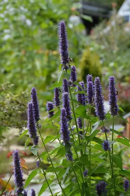 Favorite Agastache Blooms in Almost Any Color