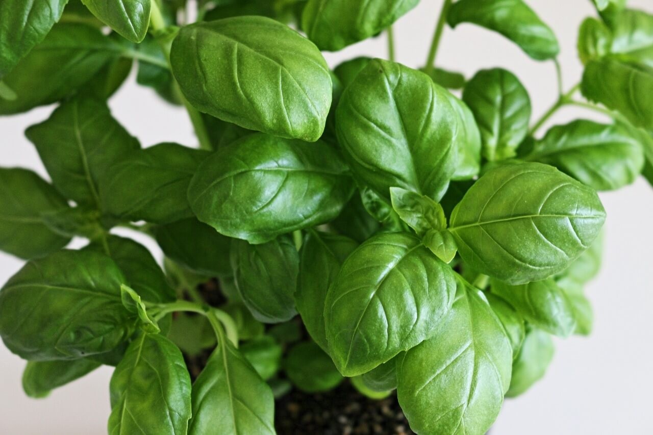 Basil