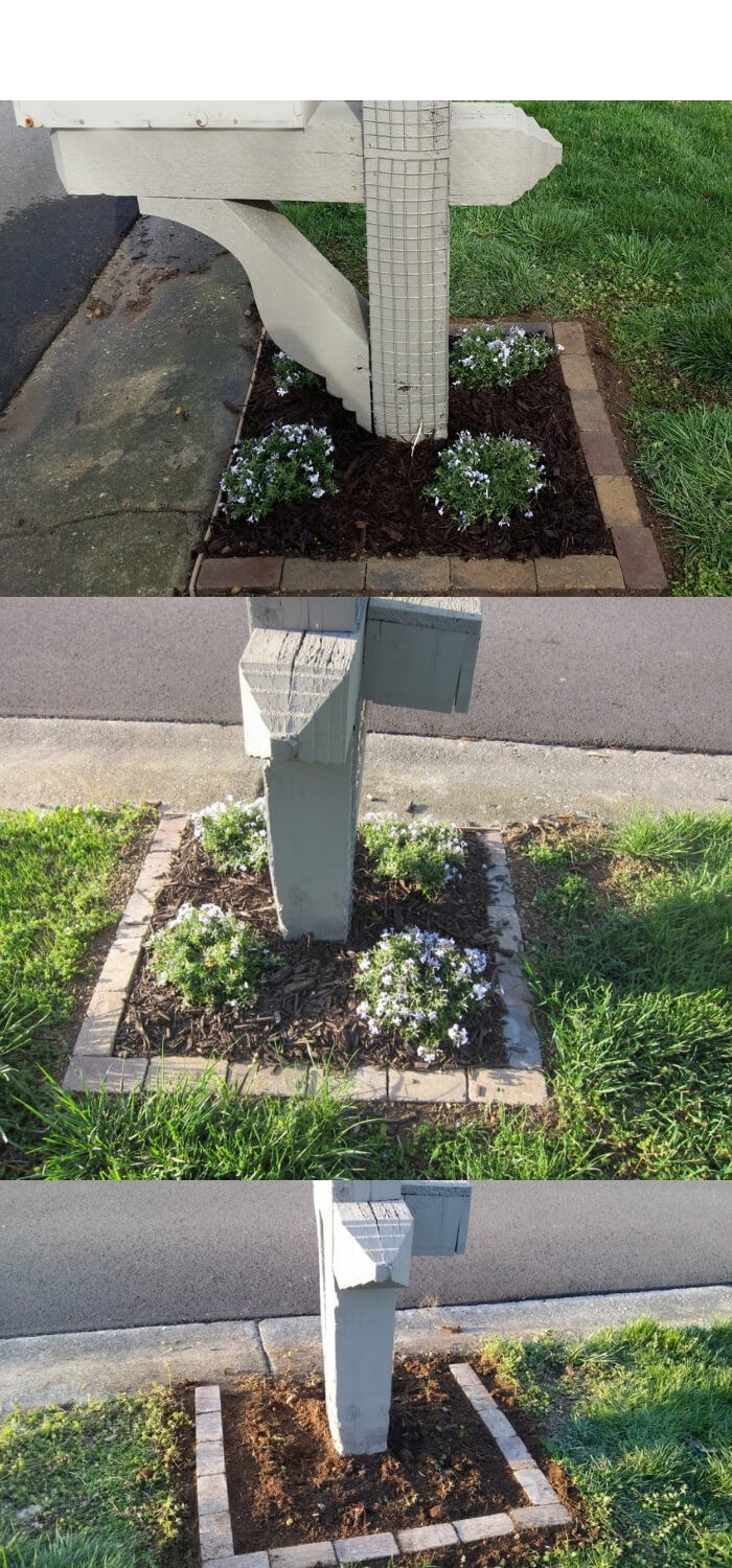 Mailbox with landscaping, creeping phlox and clematis