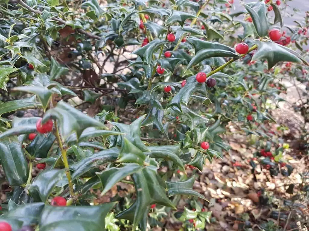 Chinese Holly (Ilex cornuta)