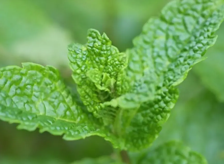 Hemingway Peppermint (Mentha nemorosa)