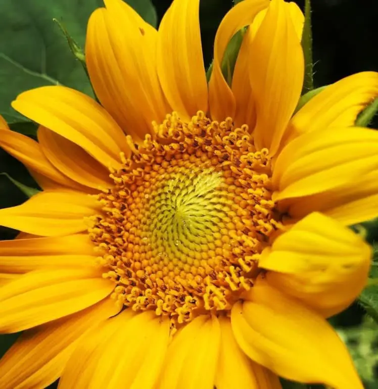 Skyscraper sunflower (Helianthus annuus ‘Skyscraper‘)