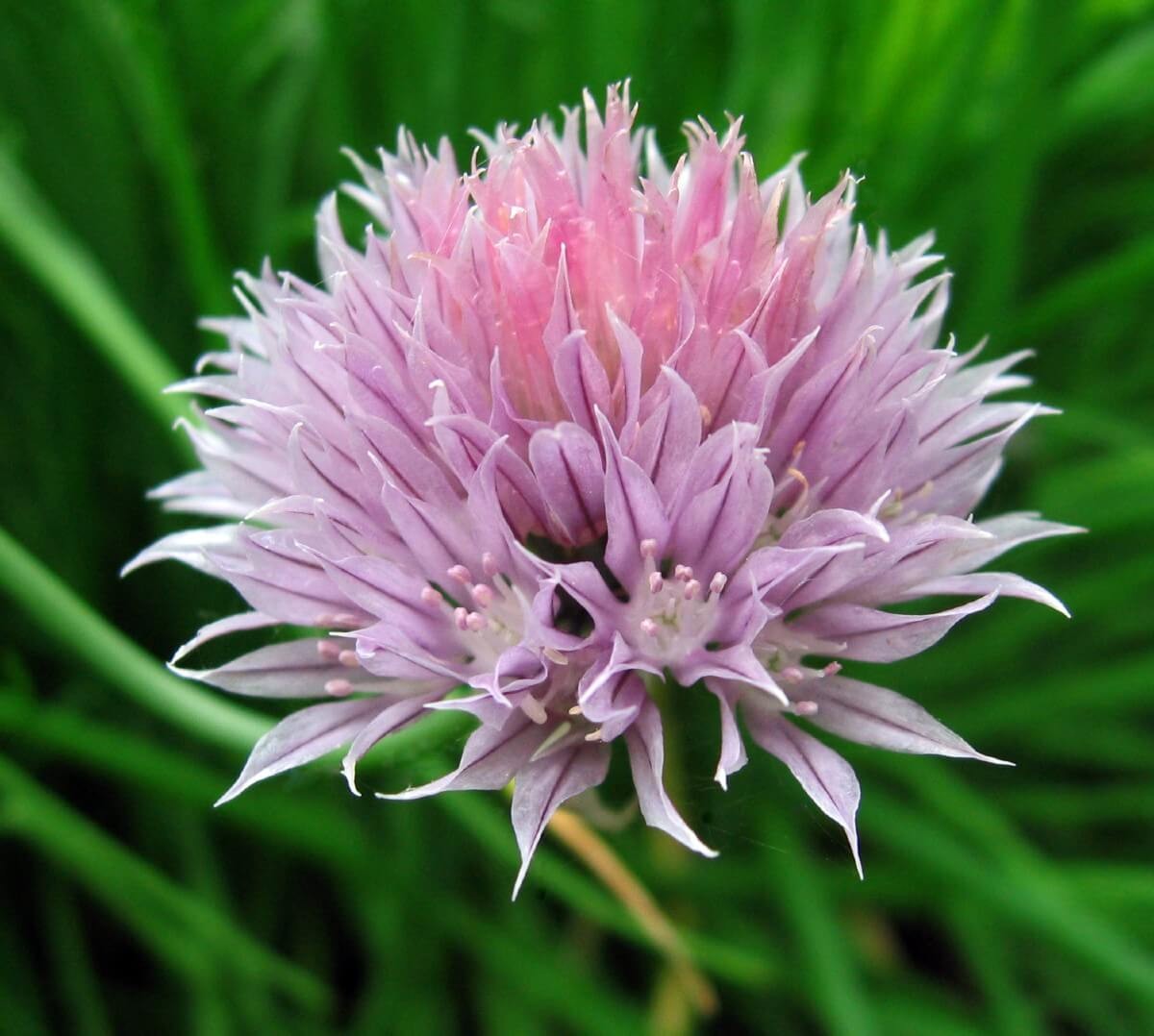 Chives