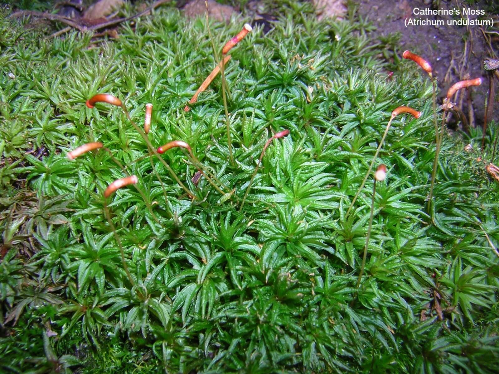 Catherine’s Moss (Atrichum undulatum)