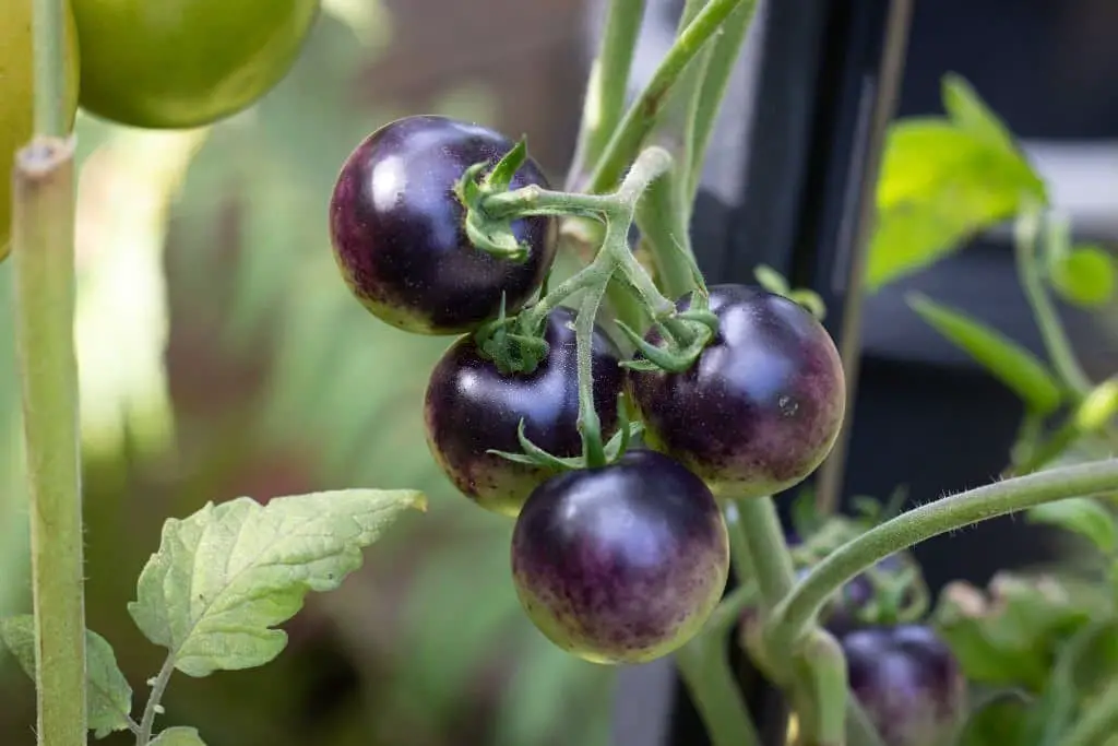 ‘Indigo Rose’ Tomato.