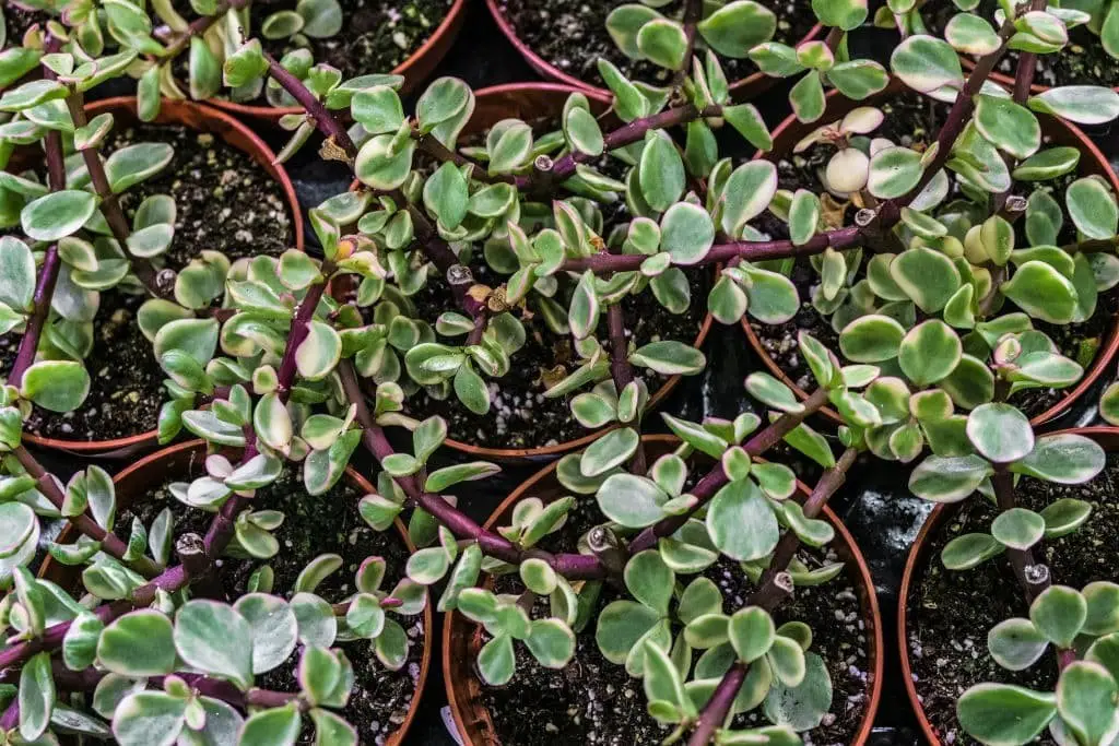 Portulacaria Afra