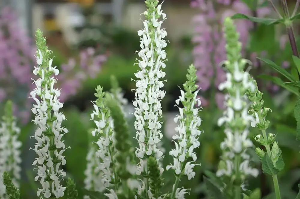 Selecting a Wood Sage Cultivar to Buy to Attract Beneficial Insects