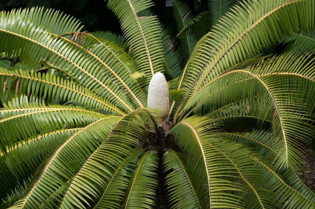 Gum palm (Dioon Spinulosum).