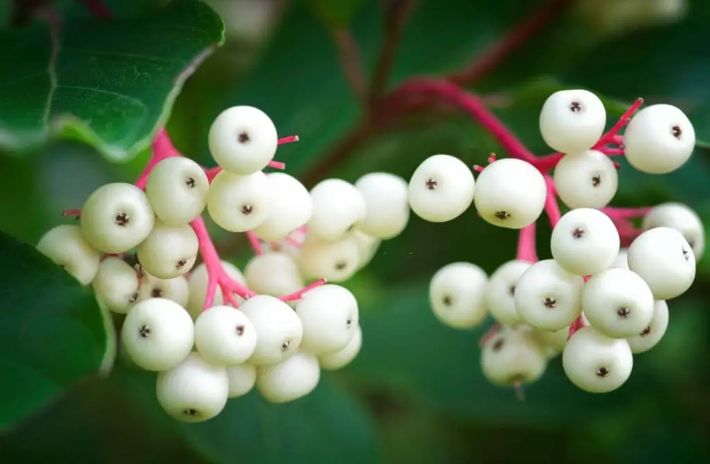 Gray dogwood (Cornus racemosa)