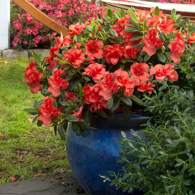 Autumn Embers™ Encore® Azalea (Azalea x ‘Conleb’)