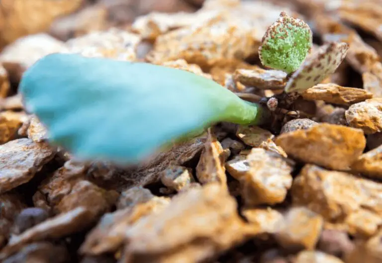 Adromischus Cristatus Crinkle-Leaf Plant: Wiki, Growing, Caring