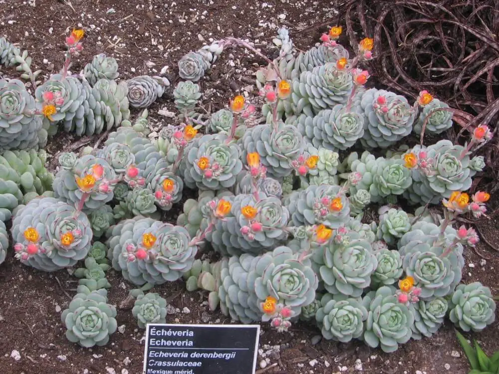 Echeveria ‘Painted Lady’ (Echeveria derenbergii)