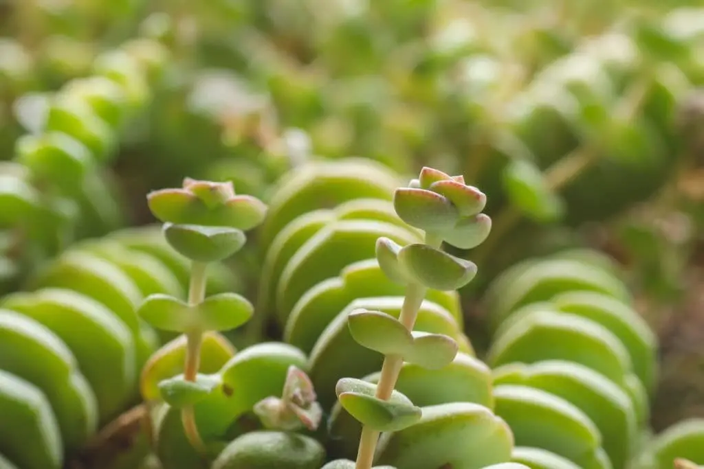 Crassula Perforata (String of Buttons)