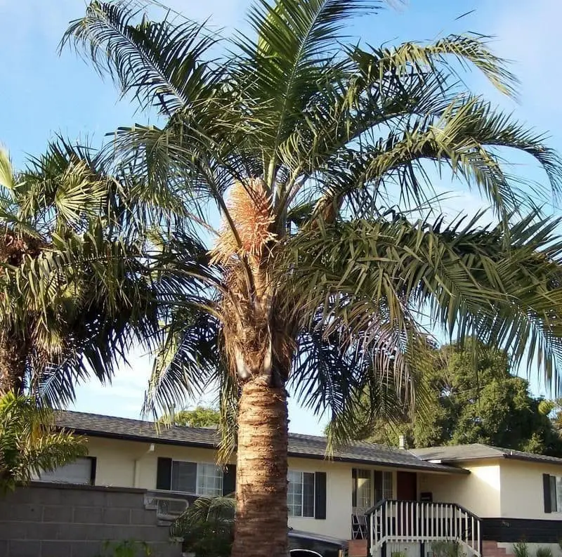 Mule Palm (X Butiagrus nabonnandii).