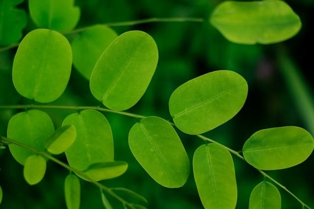 Moringa (Drumstick Tree)