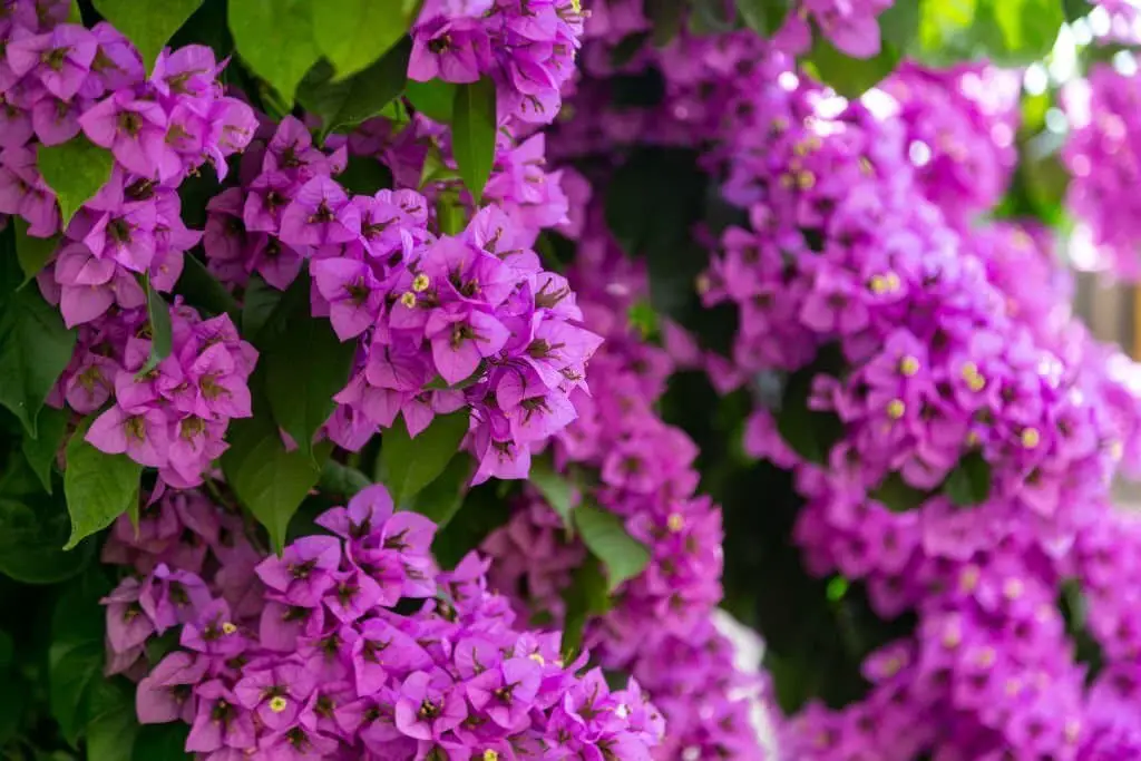 Bougainvillea Vine.