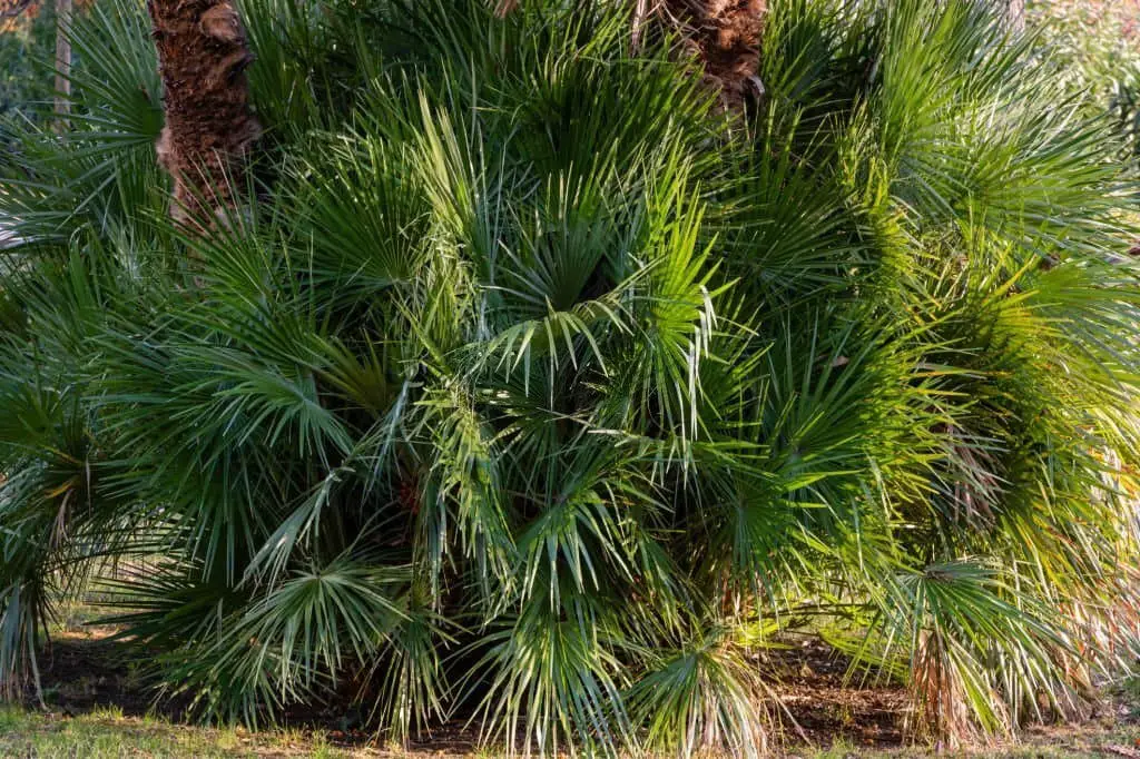 Mediterranean Dwarf Palm or European Fan Palm (Chamaerops humilis).