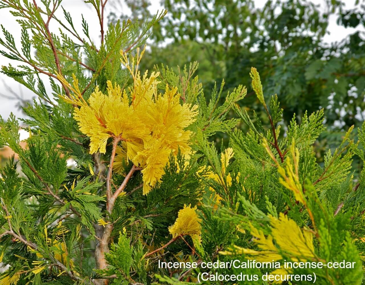 Incense cedar/California incense-cedar (Calocedrus decurrens)