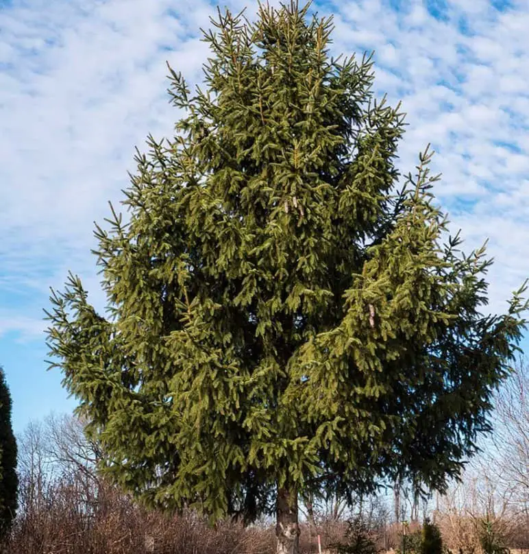 Norway spruce (Picea abies)