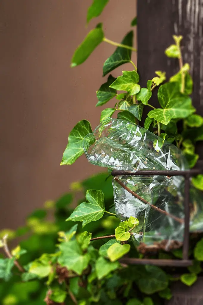 Hedera Helix