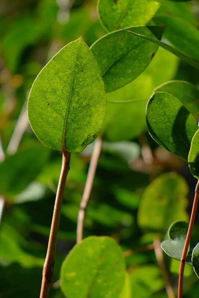 Eucalyptus