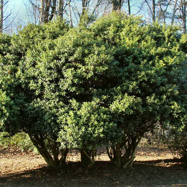 Burford Holly Shrub (Ilex cornuta ‘Burfordii’)