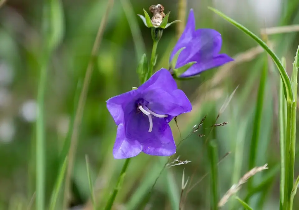 Peach leaved bellflower (Campanula persicifolia)