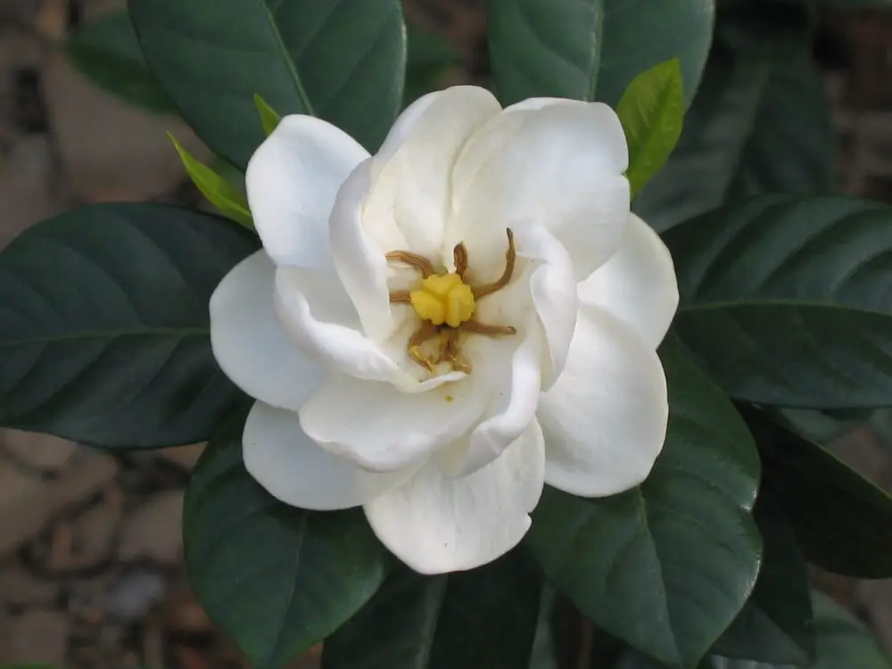 Gardenia jasminoides ‘Fortuniana’ (Fortuniana Gardenia)