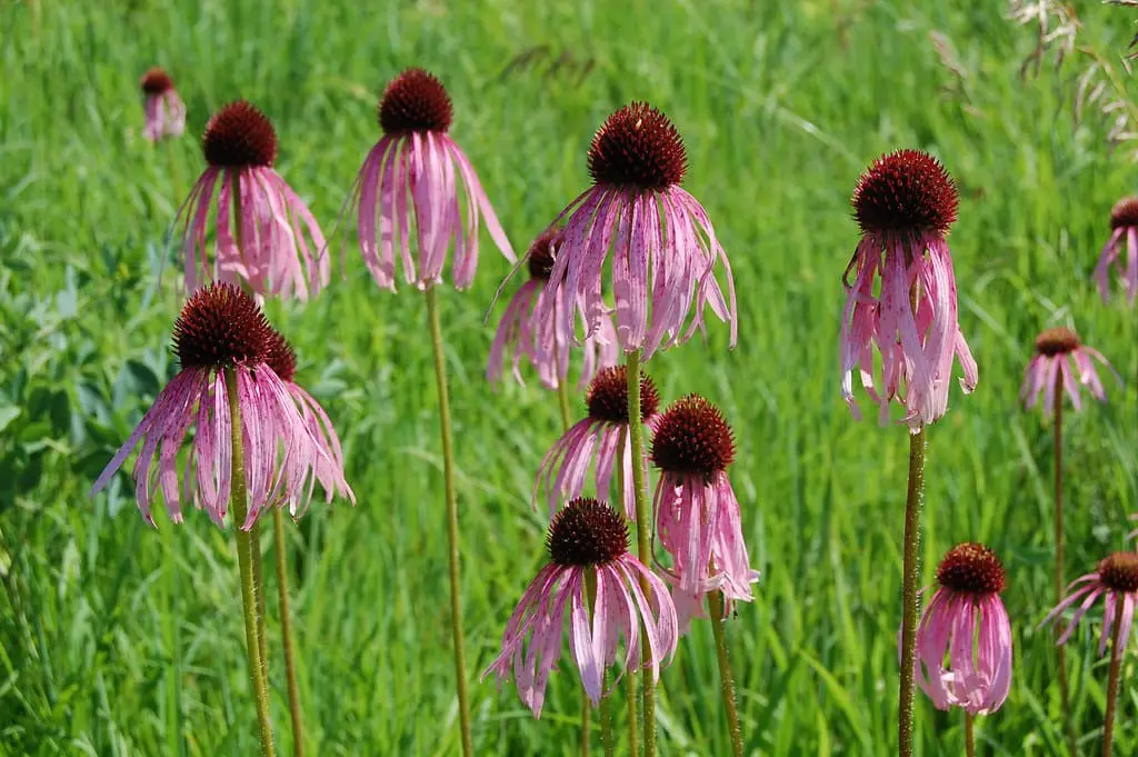 Pale purple coneflower (Echinacea pallida)