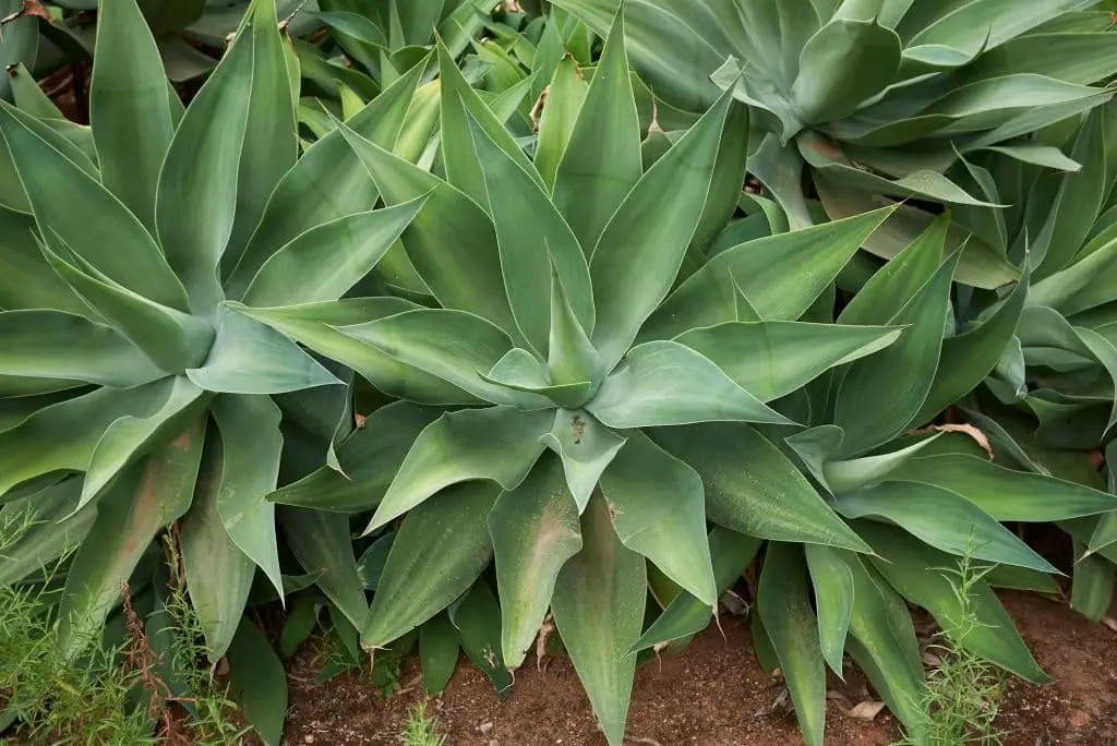 Foxtail Agave (Agave attenuate)