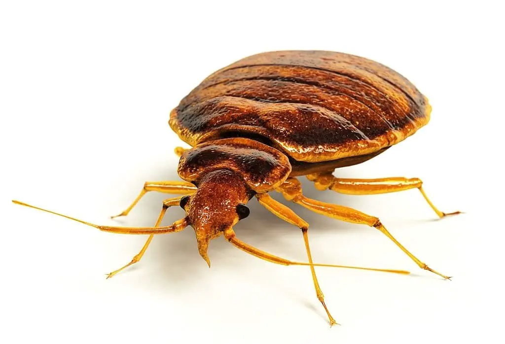 What are bed bugs?