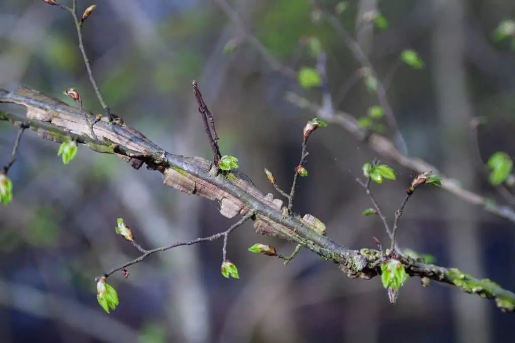 Winged Elm (Ulmus alata).