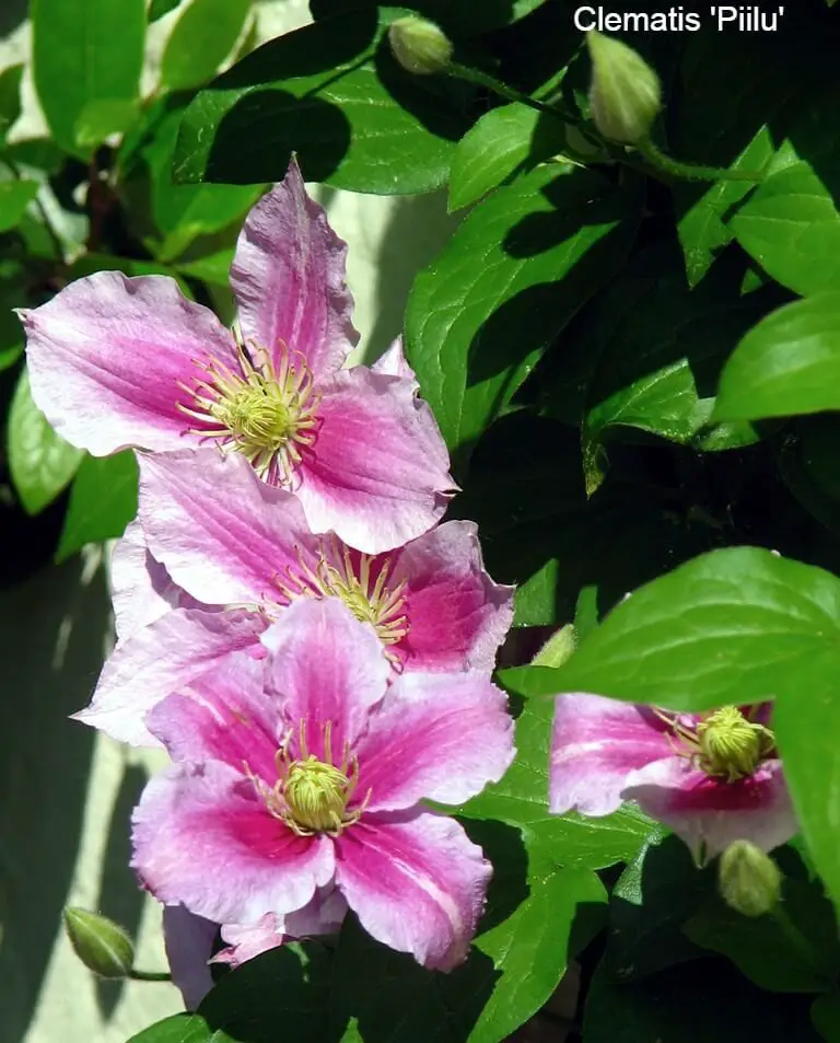 Late Summer Flowering Clematis