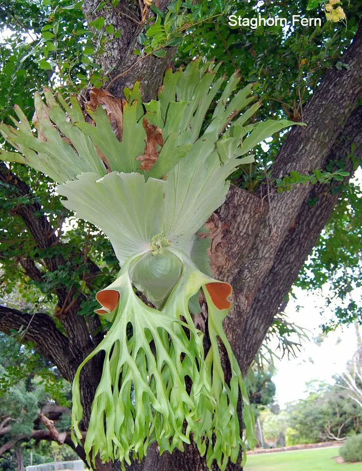 Staghorn fern (Platycerium):