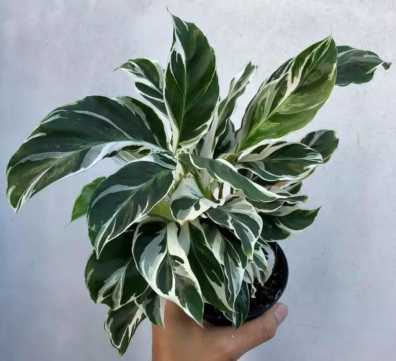 Calathea White Fusion