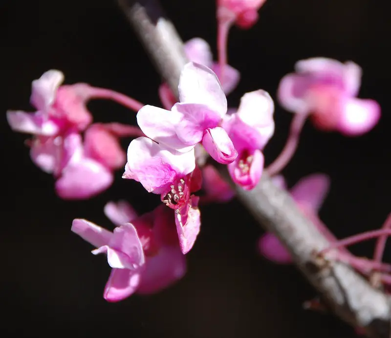 Forest Pansy (Cercis canadensis ‘Forest Pansy’)